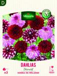 Bulbes à fleurs à planter au printemps - Dahlia Décoratif Donna en Mélange (x3) - face recto